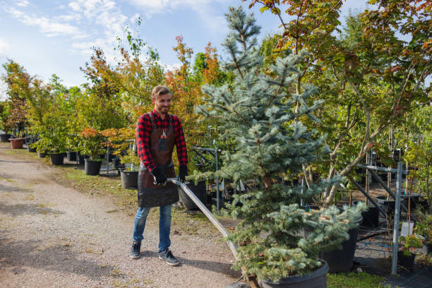 Best Tree Trimming Near Me  in Pleasant View, UT